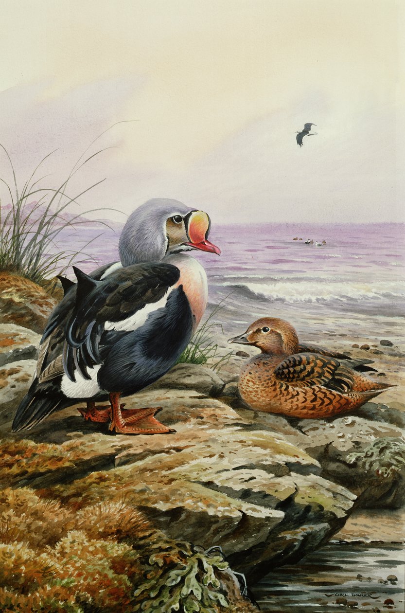 Rei Eider (wc) de Carl Donner