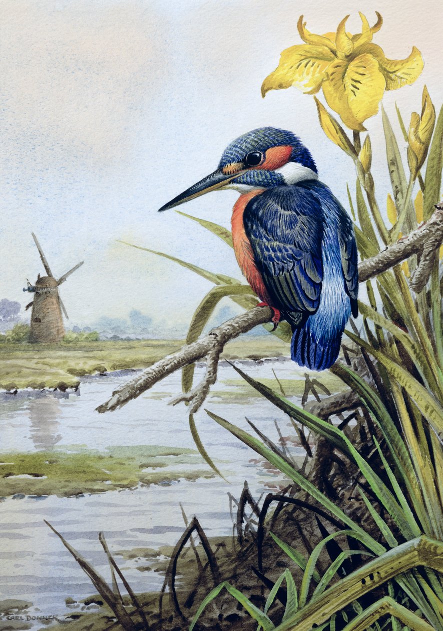 Martim-pescador com bandeira Iris e moinho de vento de Carl Donner
