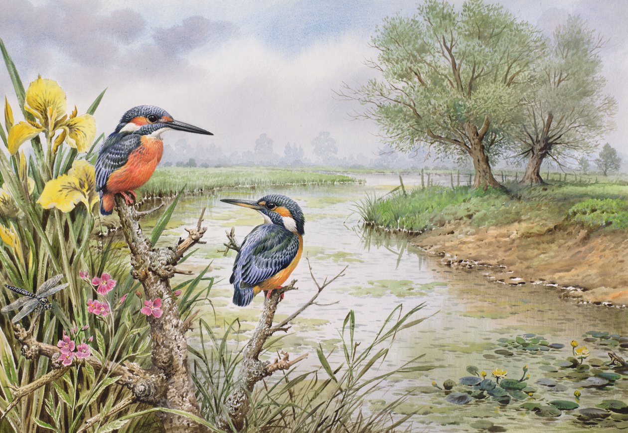 Martim-pescadores na beira do rio de Carl Donner