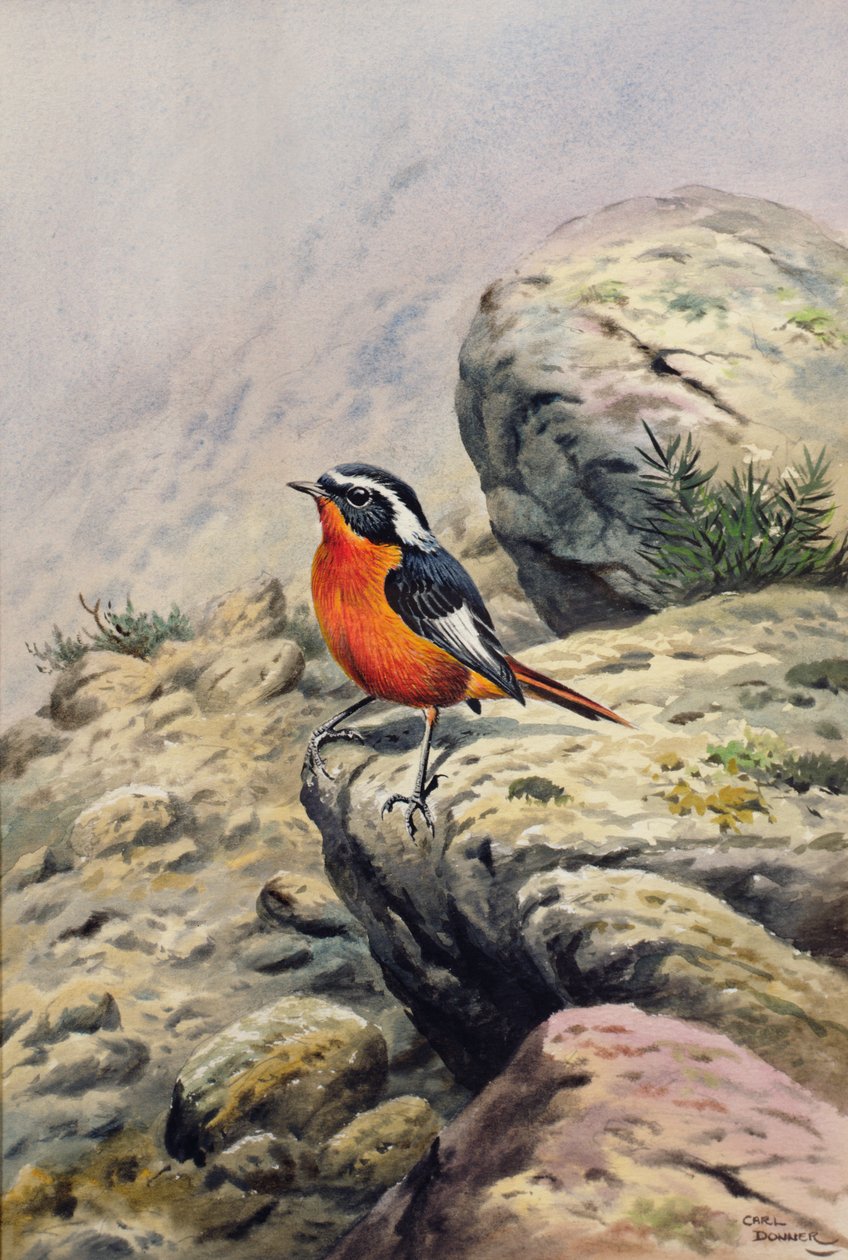 Moussiers Redstart de Carl Donner