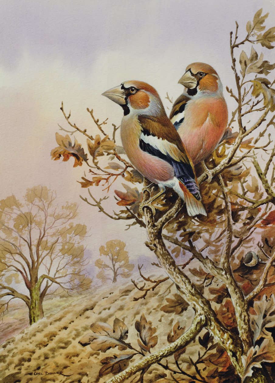 Par de tentilhões de Carl Donner