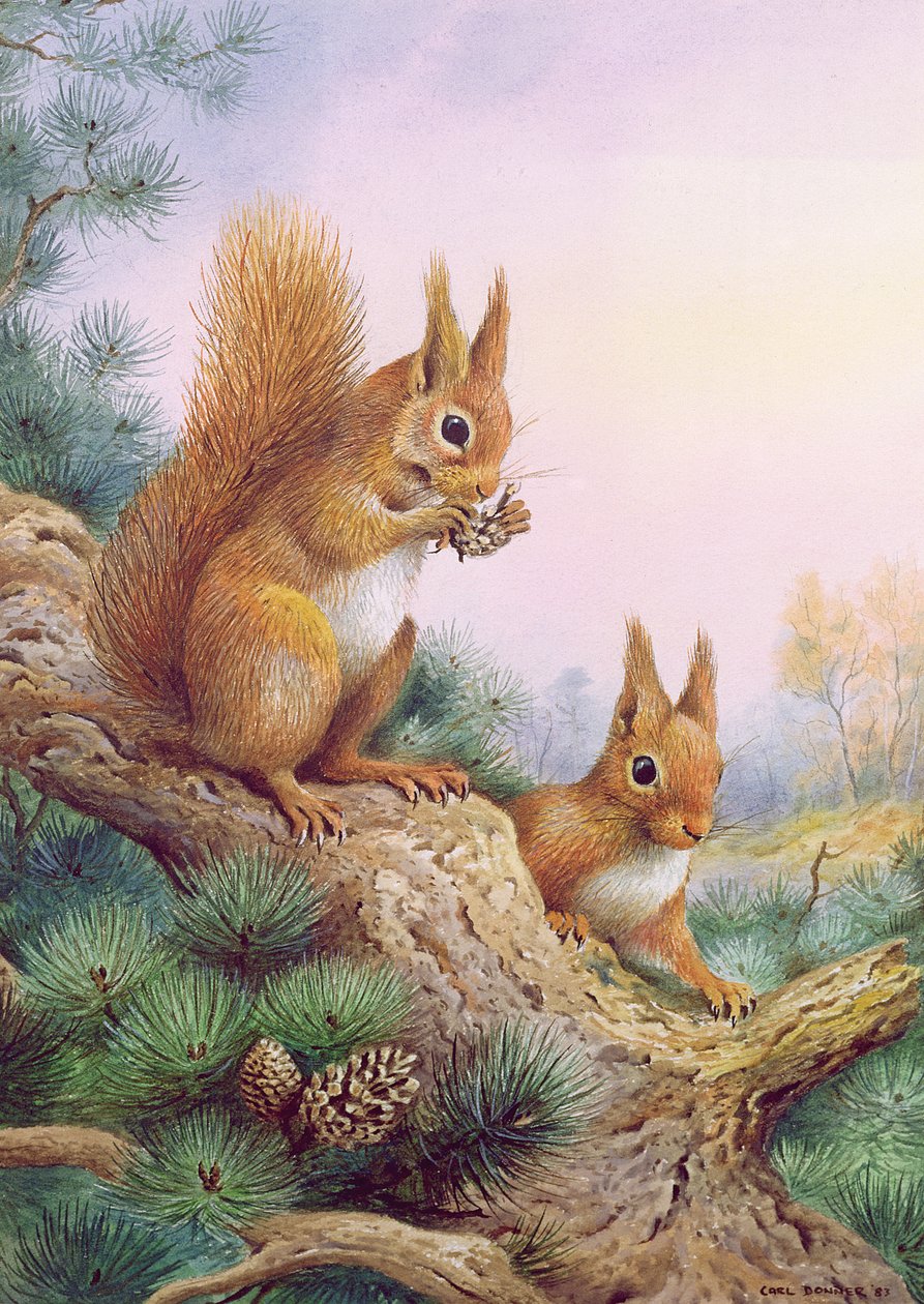 Par de Red Squirrels em um pinheiro escocês de Carl Donner