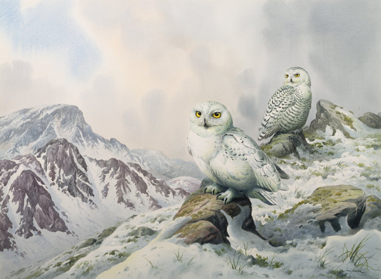 Par, de, nevado, corujas, em, a, nevado, montanhas, austrália de Carl Donner