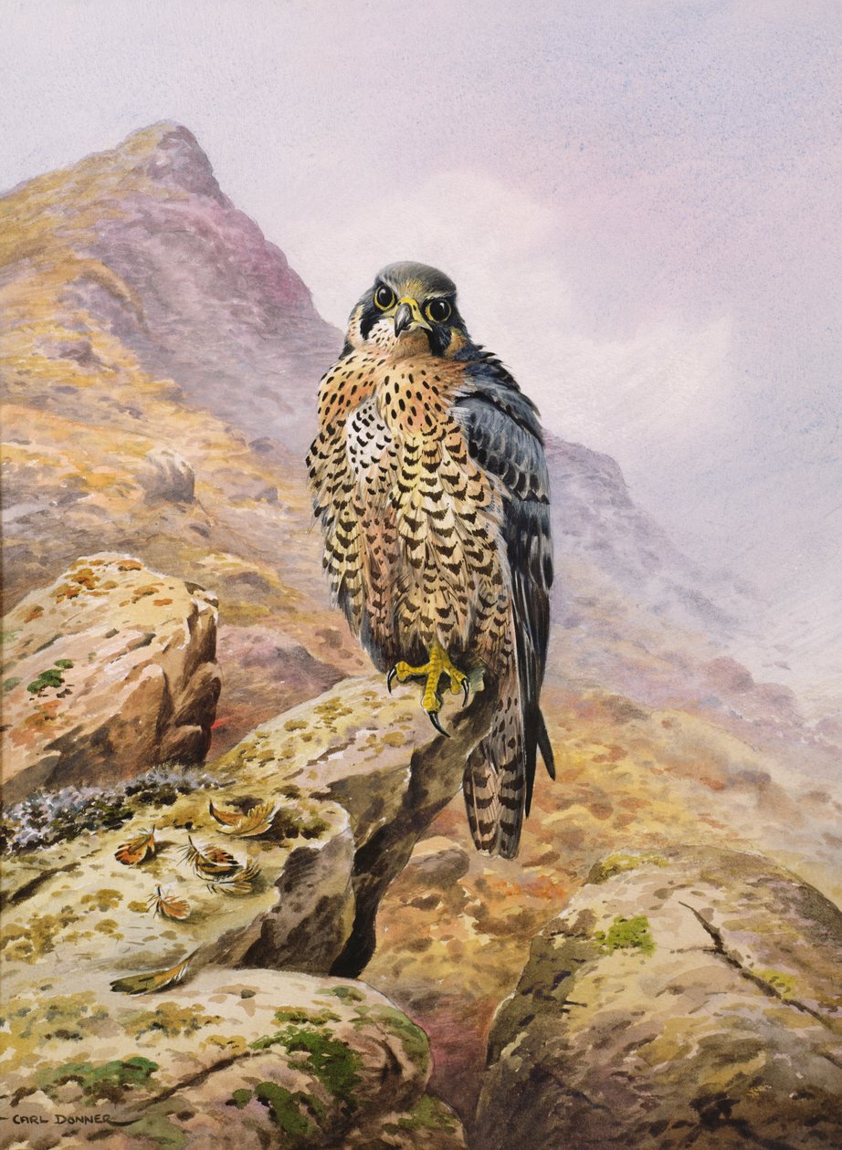Falcão peregrino de Carl Donner