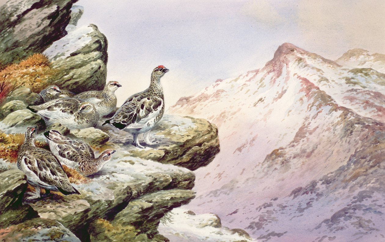 Ptarmigan nos topos altos de Carl Donner