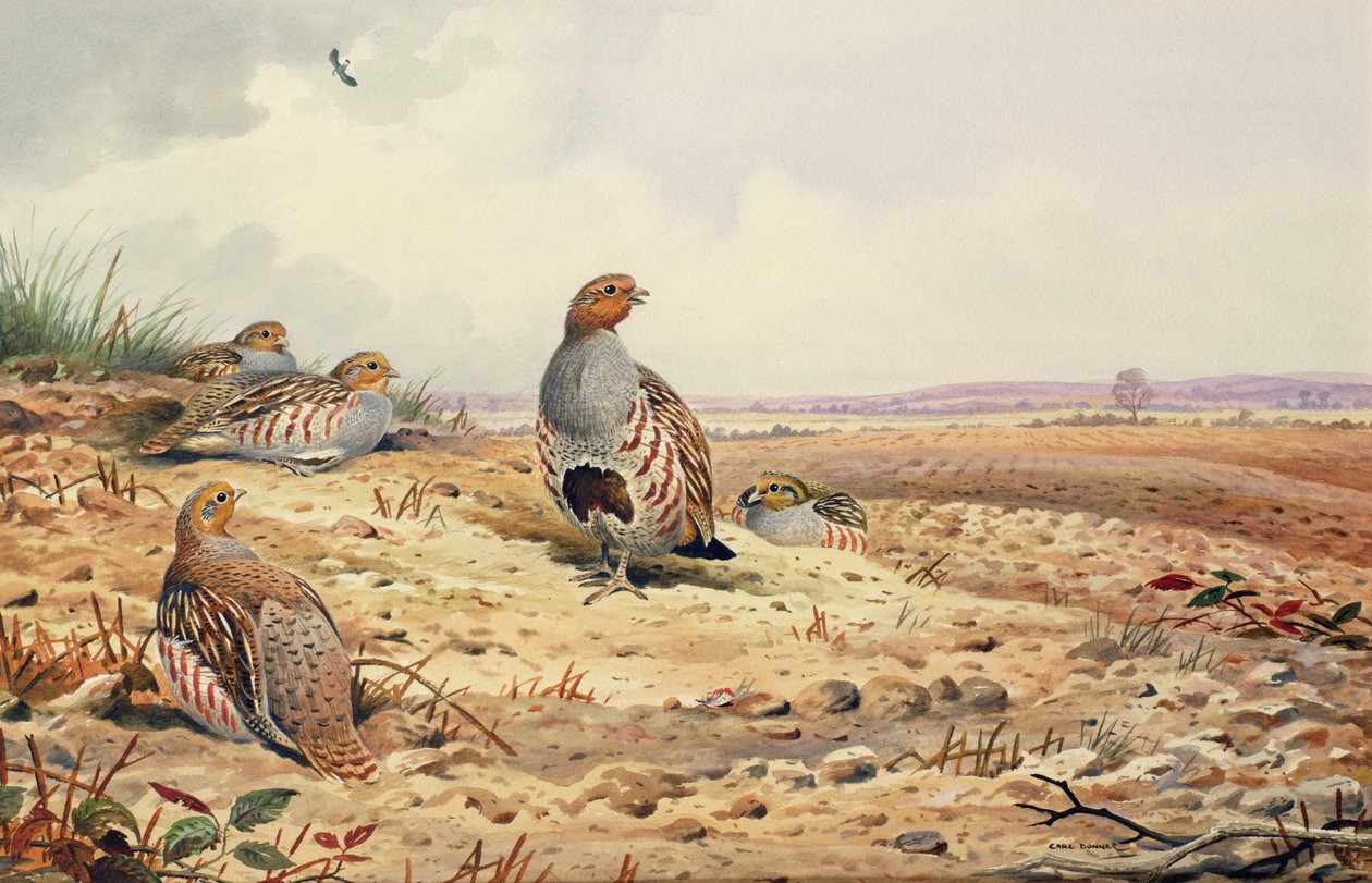 Perdiz-de-patas-vermelhas de Carl Donner