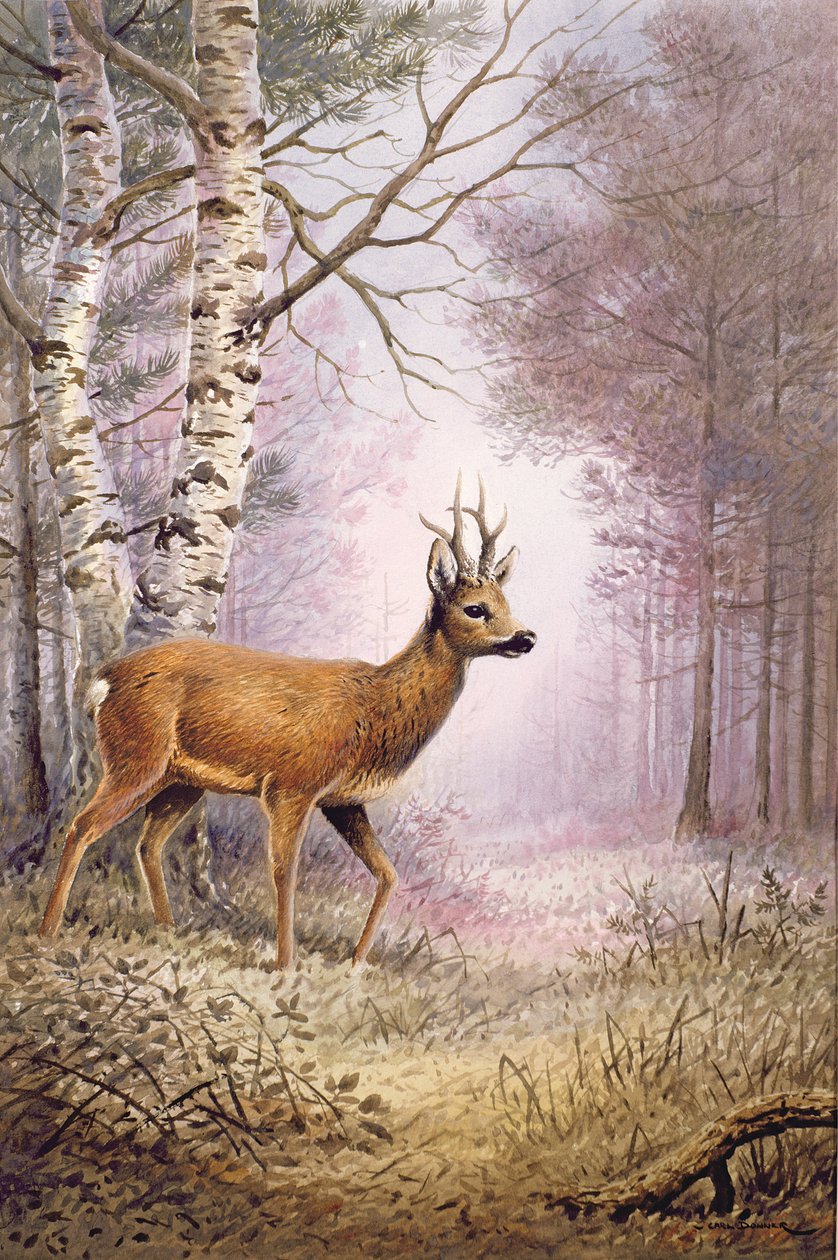 Corça-veado de Carl Donner