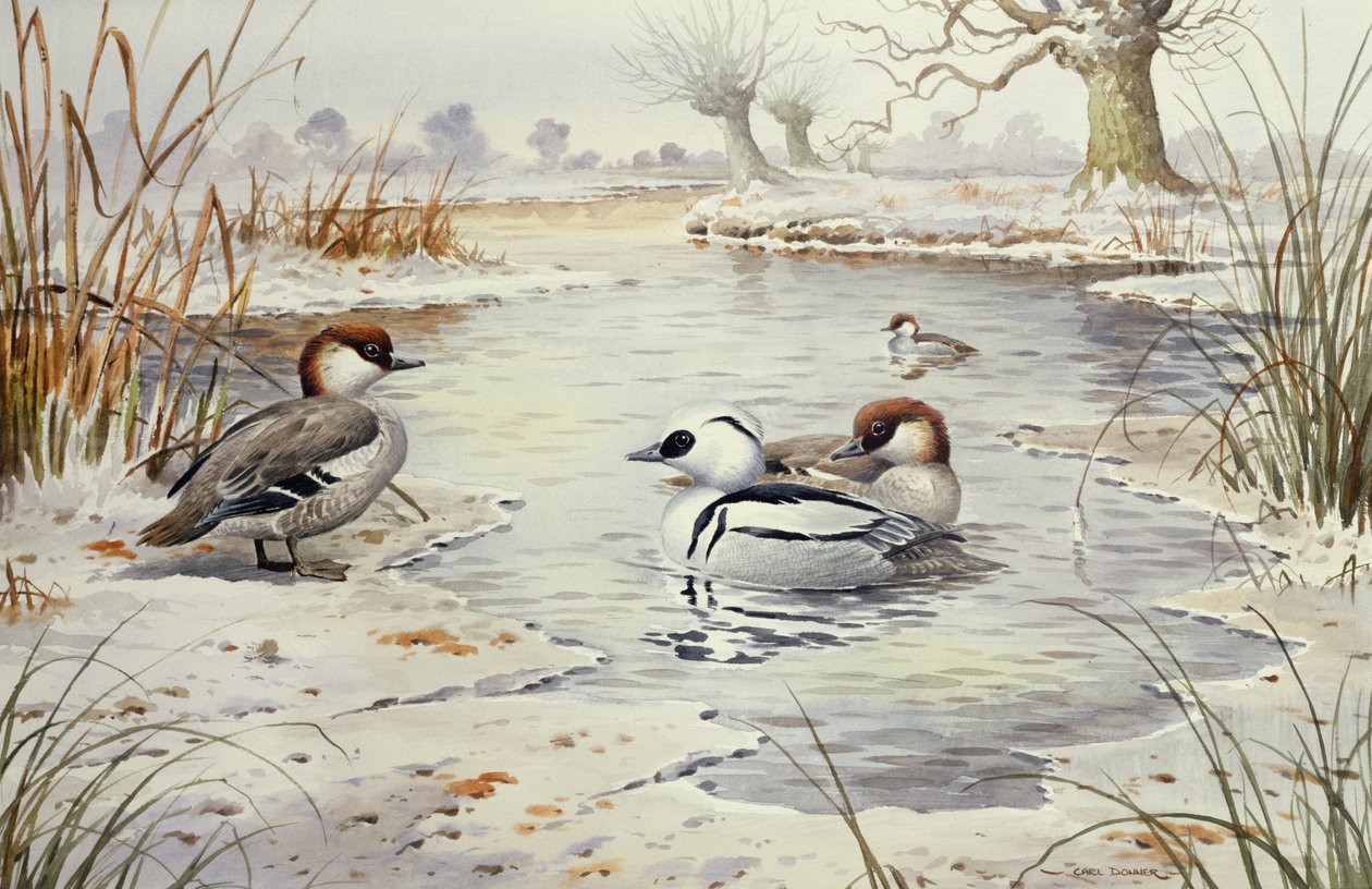 Smew (wc) de Carl Donner
