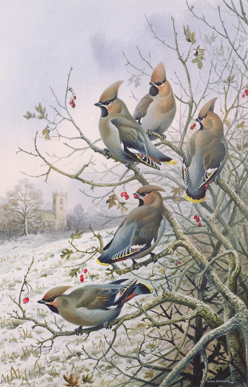 Waxwings de Carl Donner