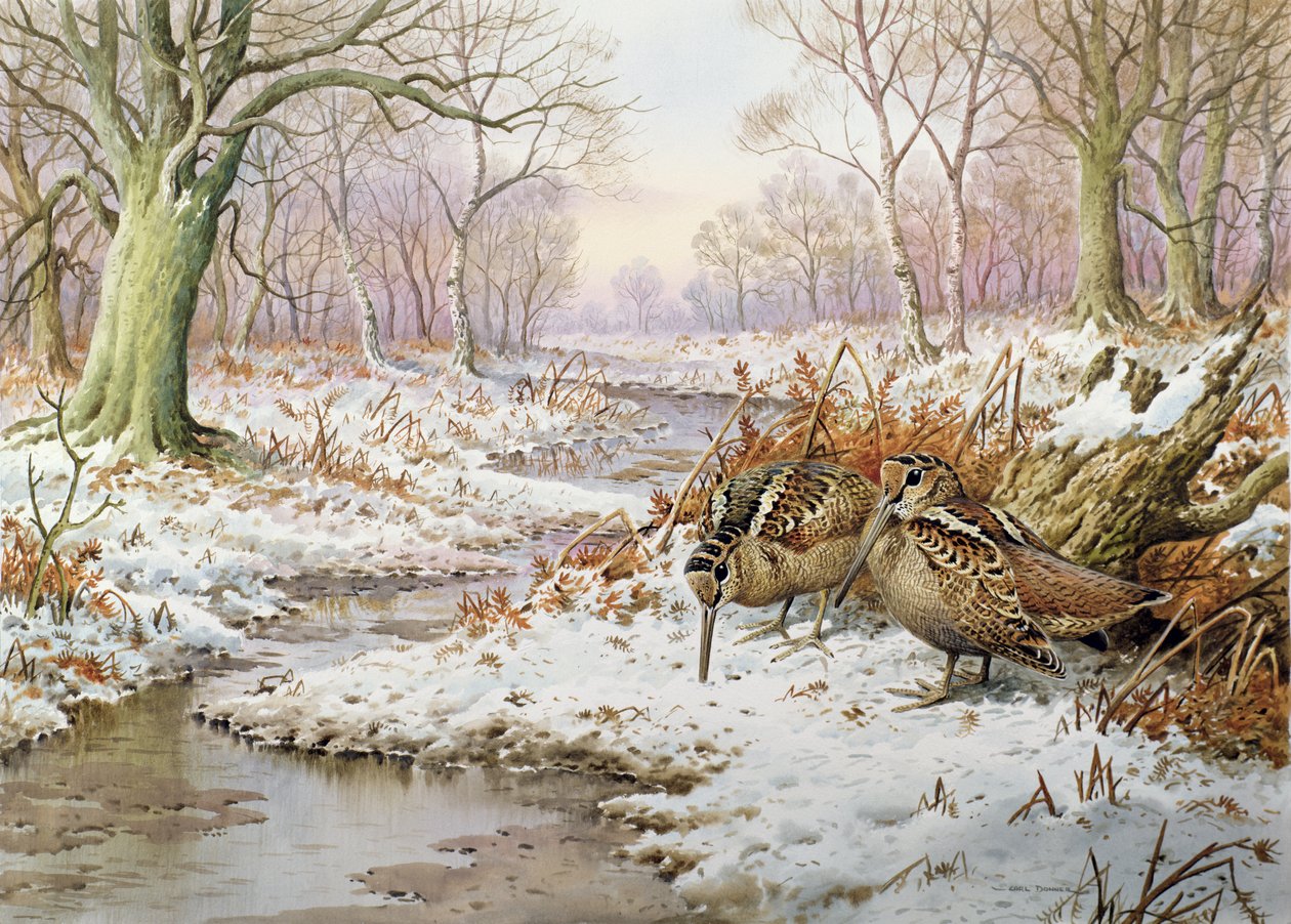 Galinhola de Carl Donner