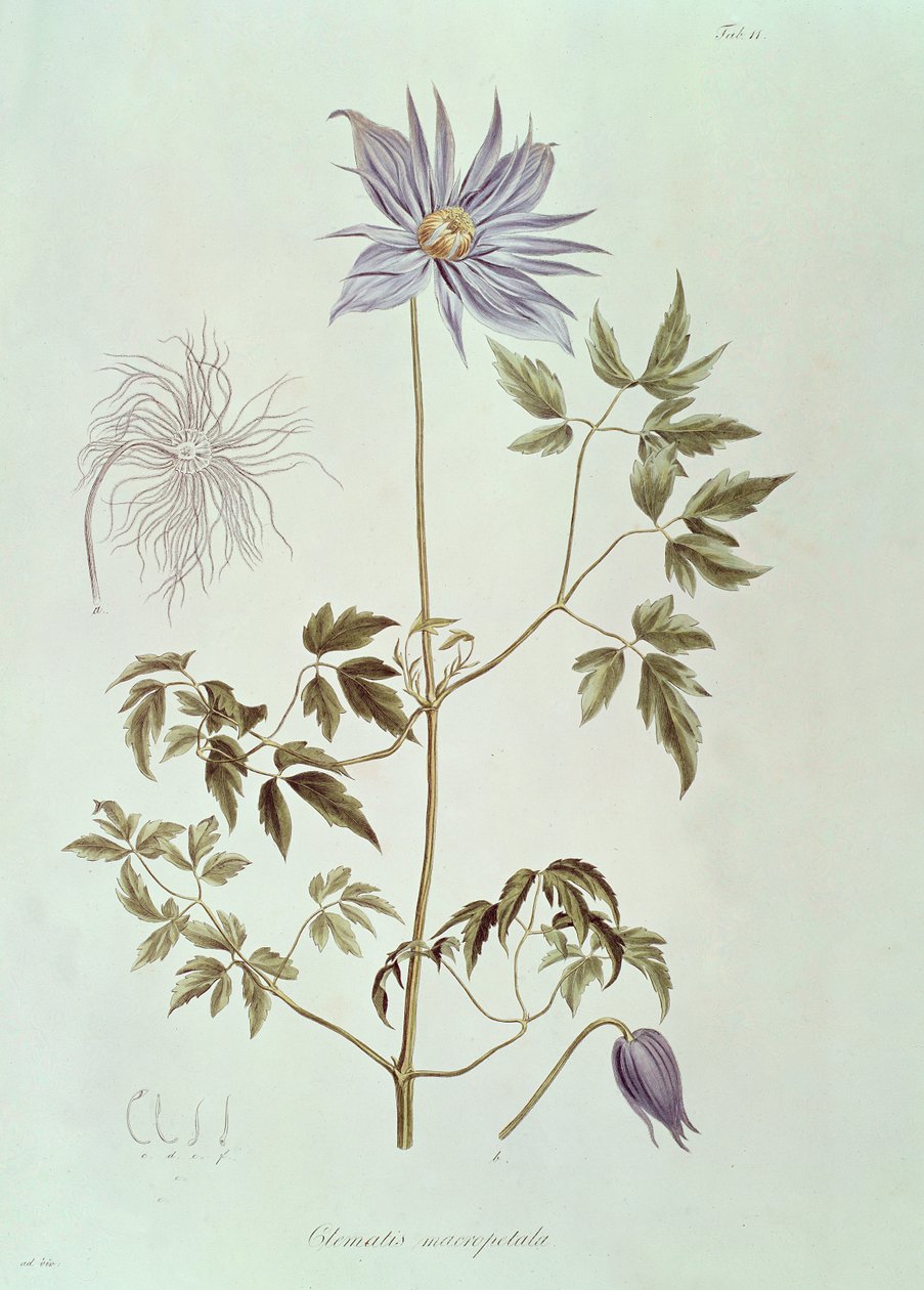 Clematis macropetala, de "Icones Plantarum Floram Rossicam" 1829 de Carl Friedrich von Ledebour