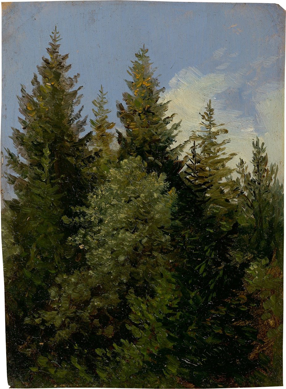 Abetos de Carl Gustav Carus