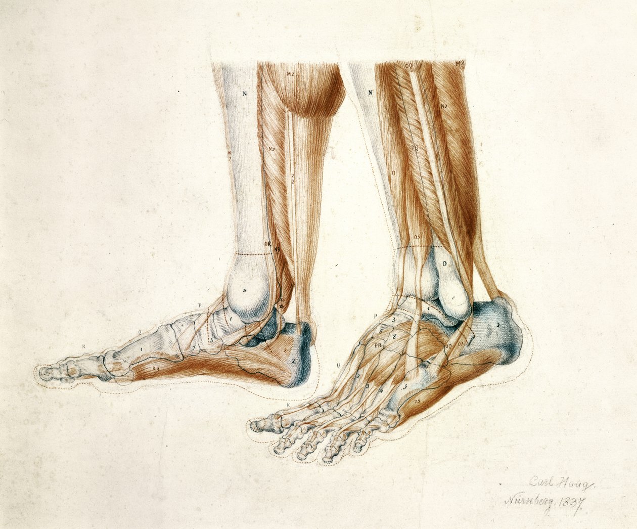 Desenho Anatômico dos Pés de um Homem, 1837 (giz preto e vermelho sobre papel) de Carl Haag