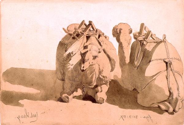 Estudo dos camelos de Carl Haag