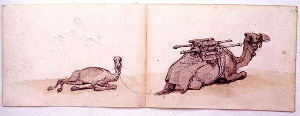 Dois esboços de dromedários de Carl Haag