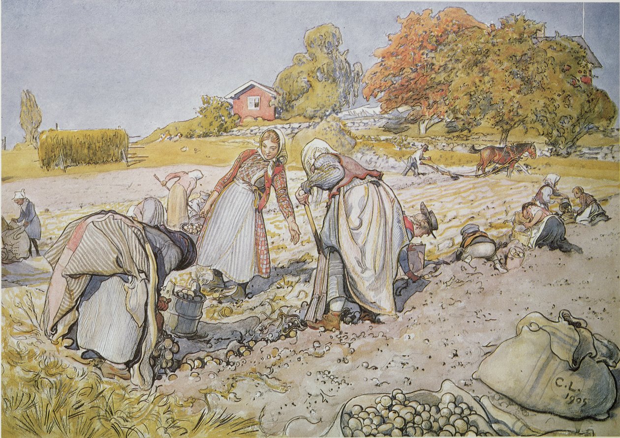 Cavando batatas de Carl Larsson