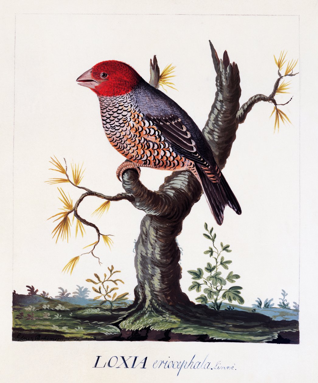 Loxia erythrocephala (Amadina erythrocephala), tentilhão-de-cabeça-vermelha, aguarela de Carl Linnaeus