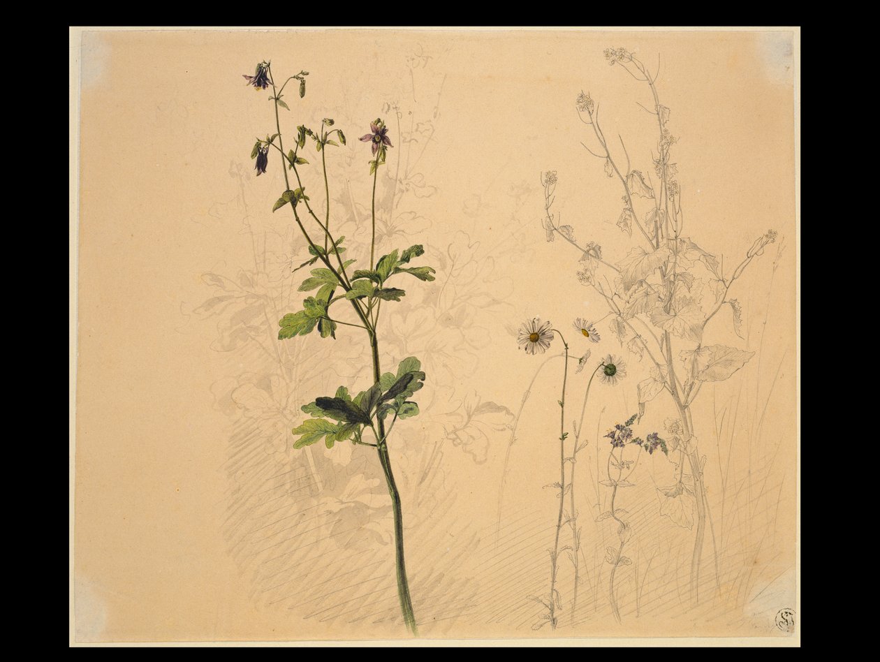 Akeléia, margarida, alho-porro e verónica de Carl Philipp Fohr