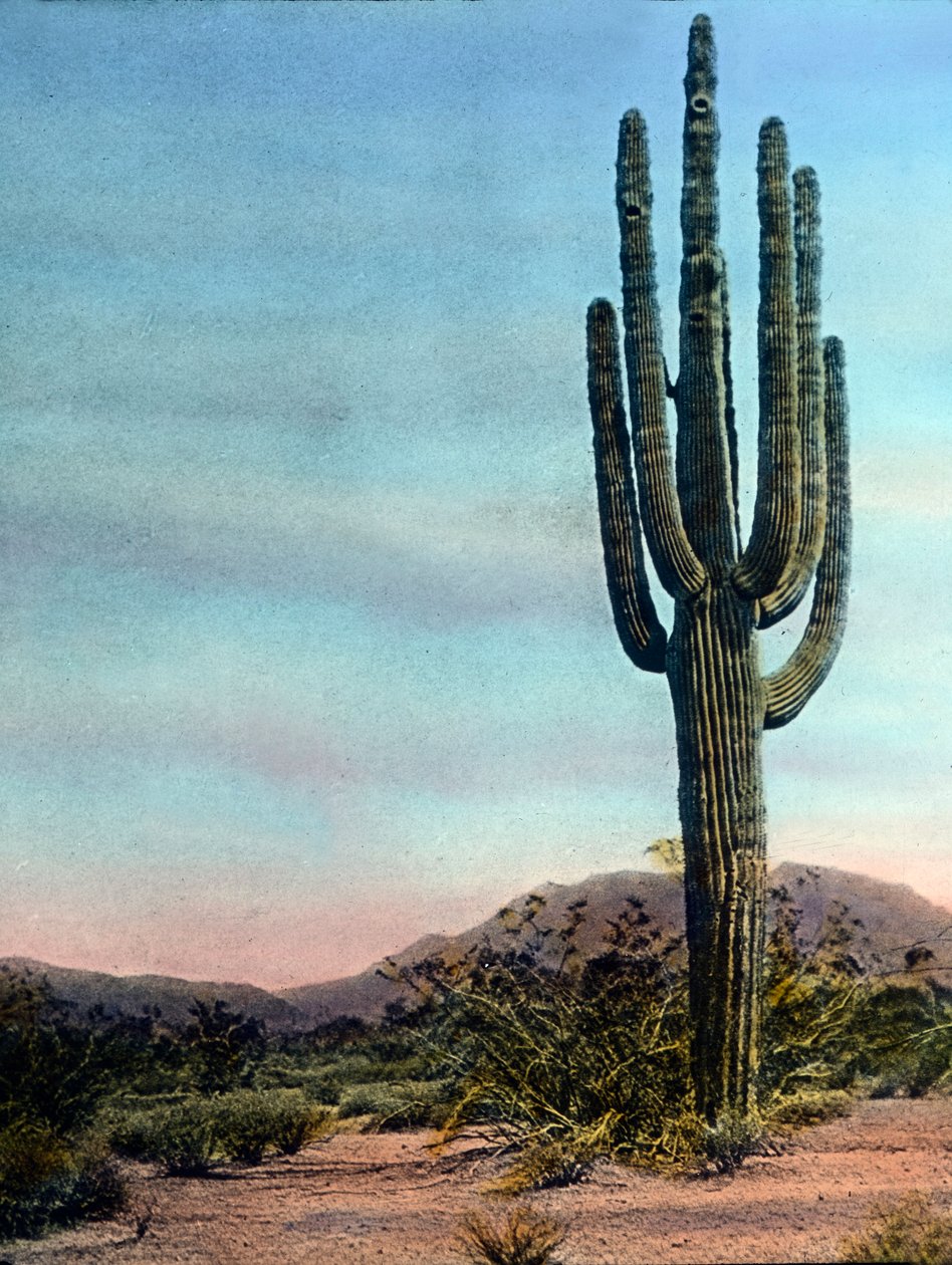 Estados Unidos da América, Arizona, Cato gigante no deserto de Sonora, data da imagem: cerca de 1920. Arquivo Carl Simon de Carl Simon