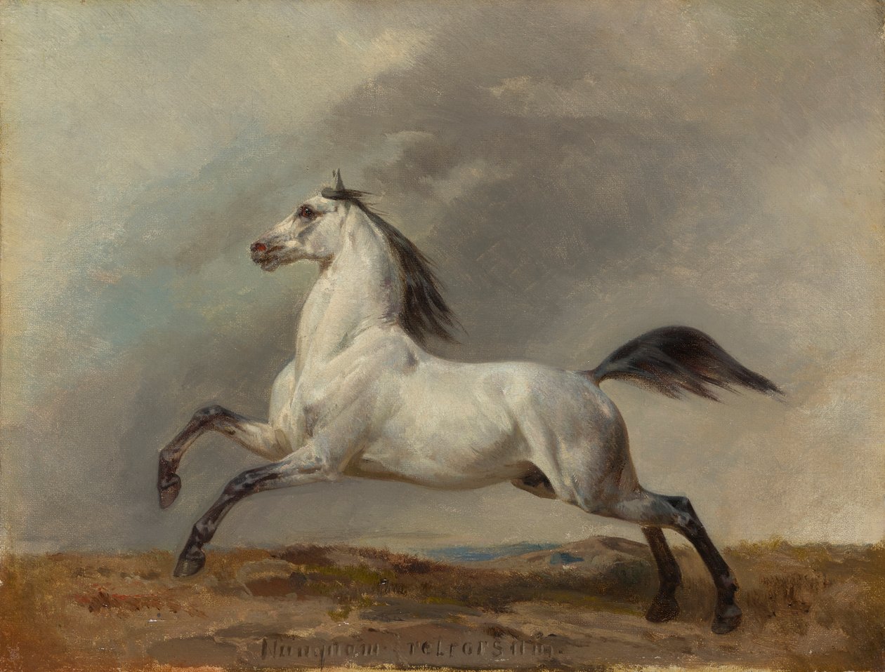 Garanhão cinzento à esquerda de Carl Steffeck