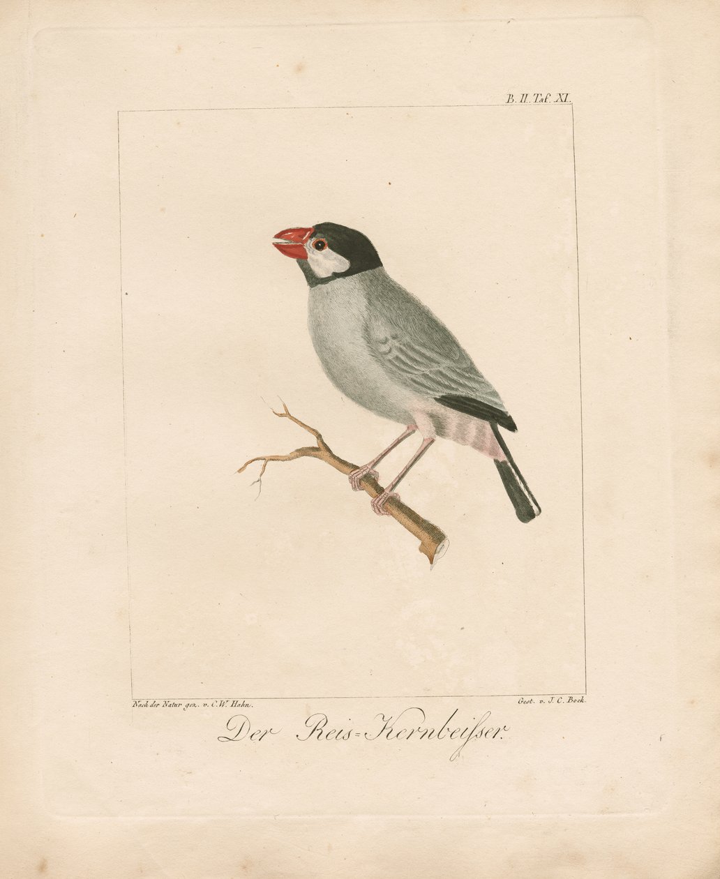 O tentilhão do arroz de Java (litografia colorida à mão) de Carl Wilhelm Hahn