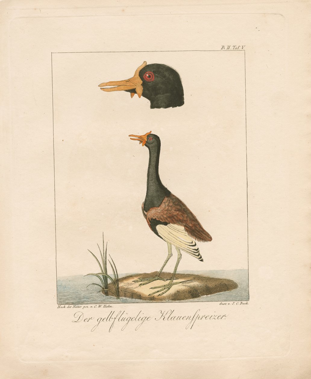 Jacana de asa amarela (litografia colorida à mão) de Carl Wilhelm Hahn