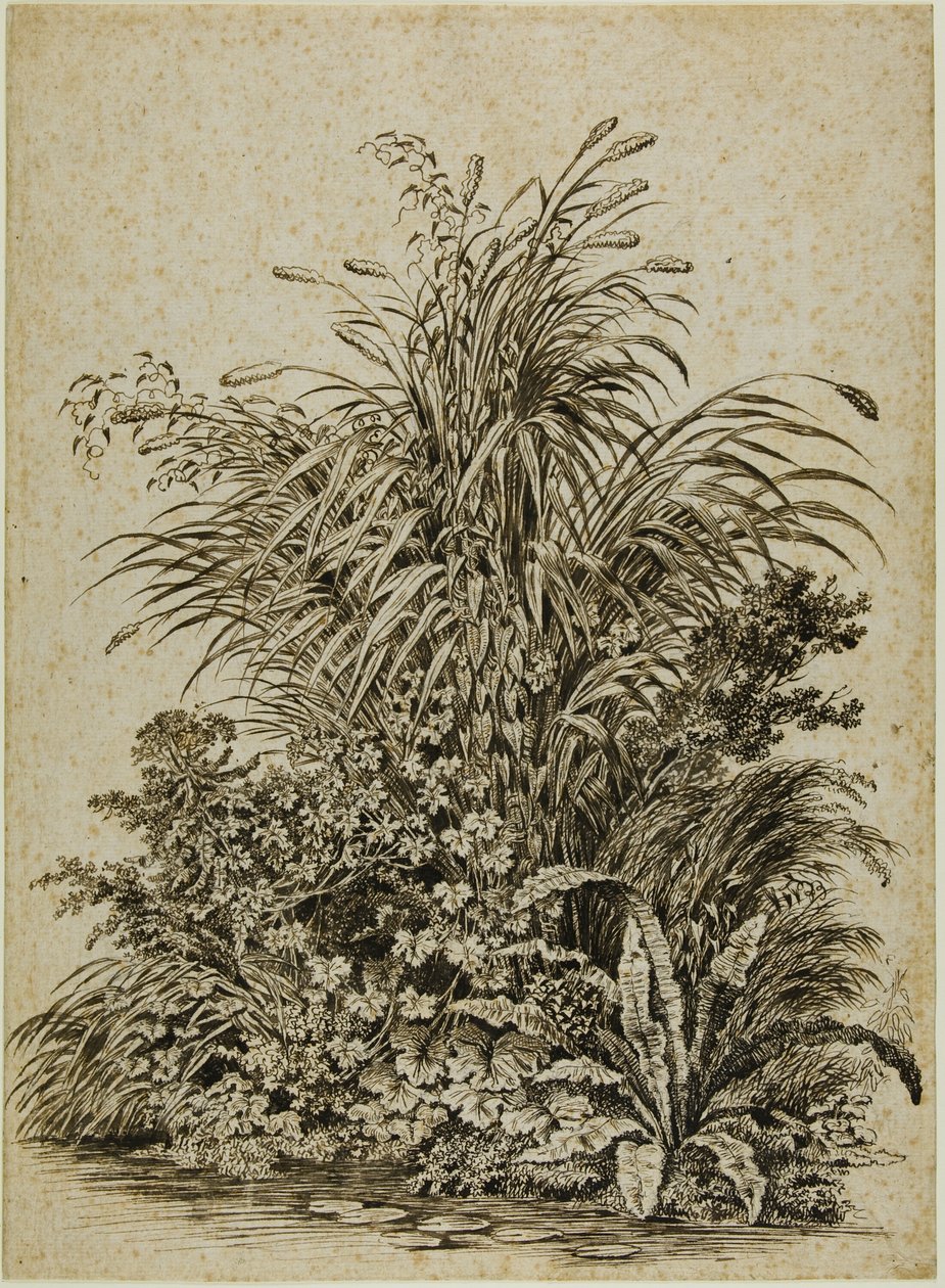 Plantas à beira da água de Carl Wilhelm Kolbe the elder