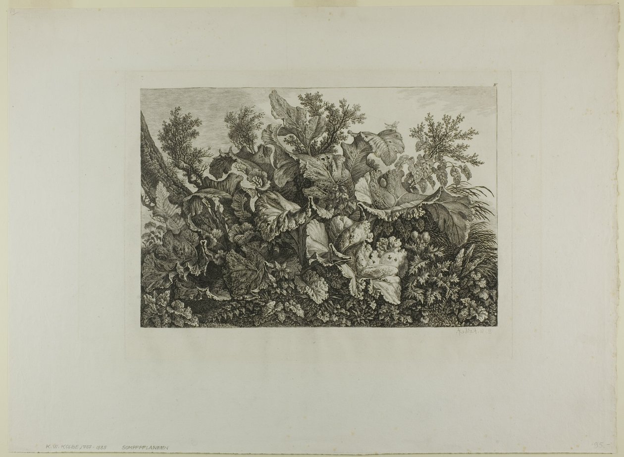 Plantas de pântano de Carl Wilhelm Kolbe, the elder