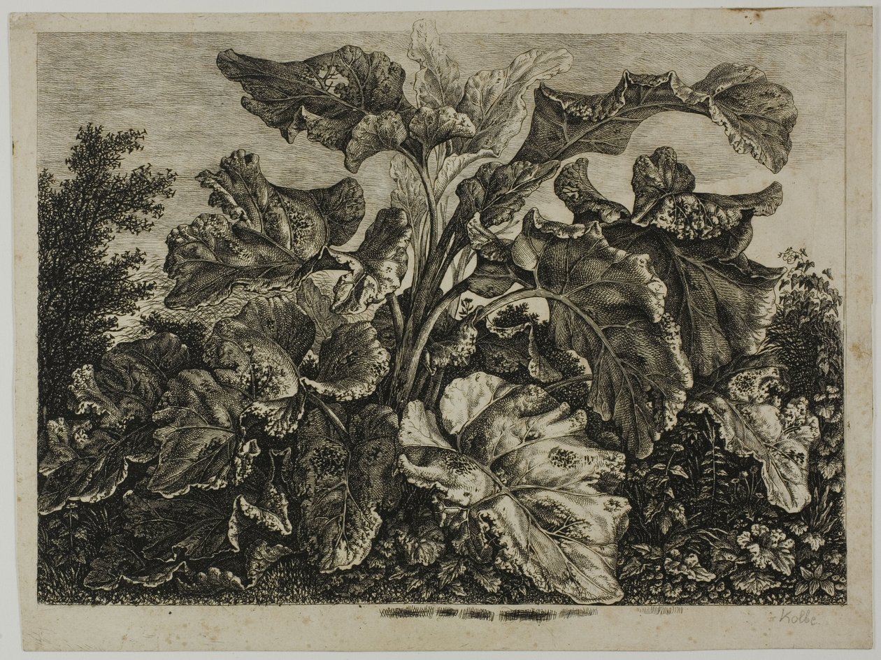 Folha de Legumes de Carl Wilhelm Kolbe, the elder