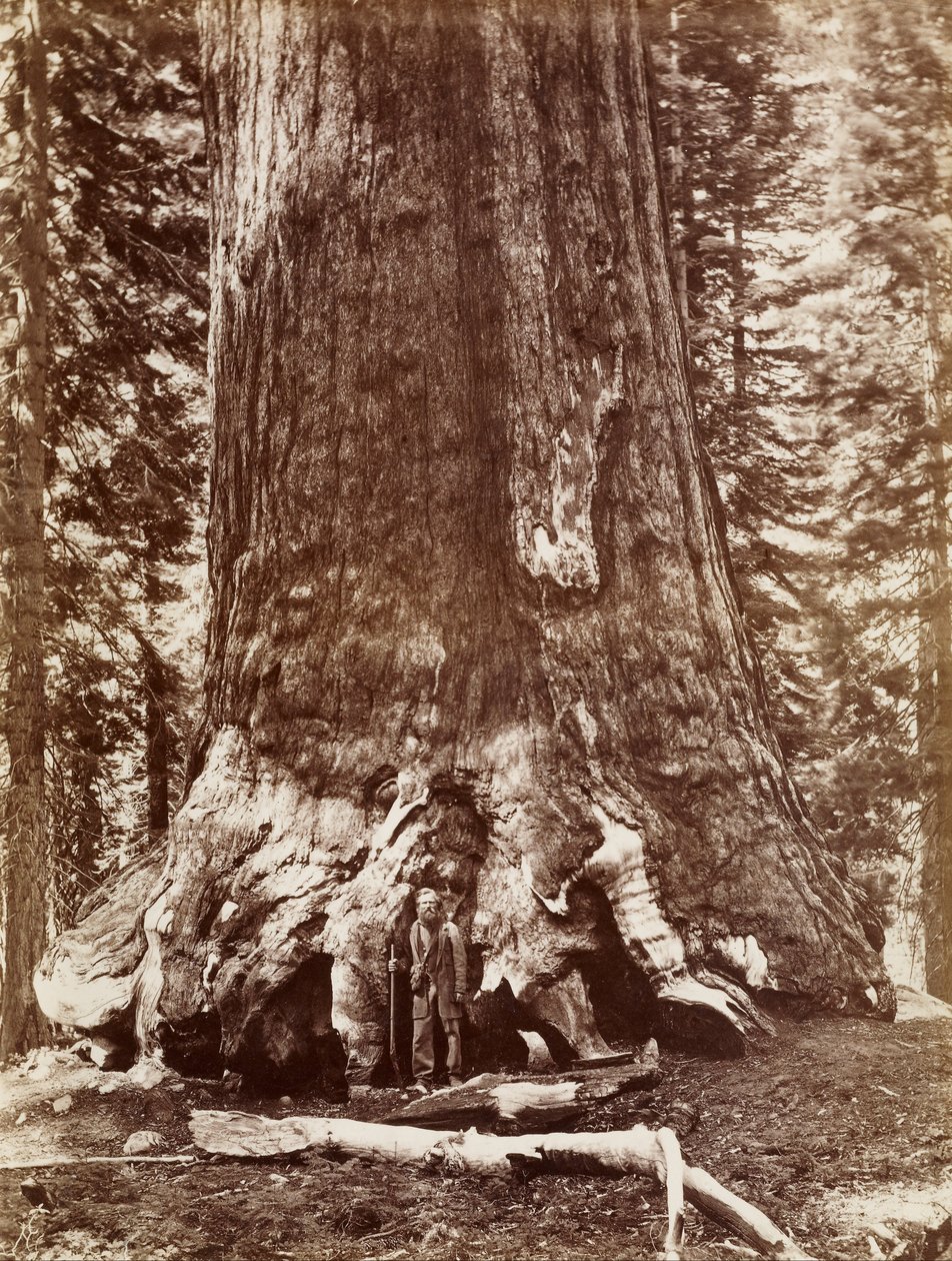 (Grizzly Giant Diameter 33 Ft. Mariposa Grove) de Carleton E. Watkins