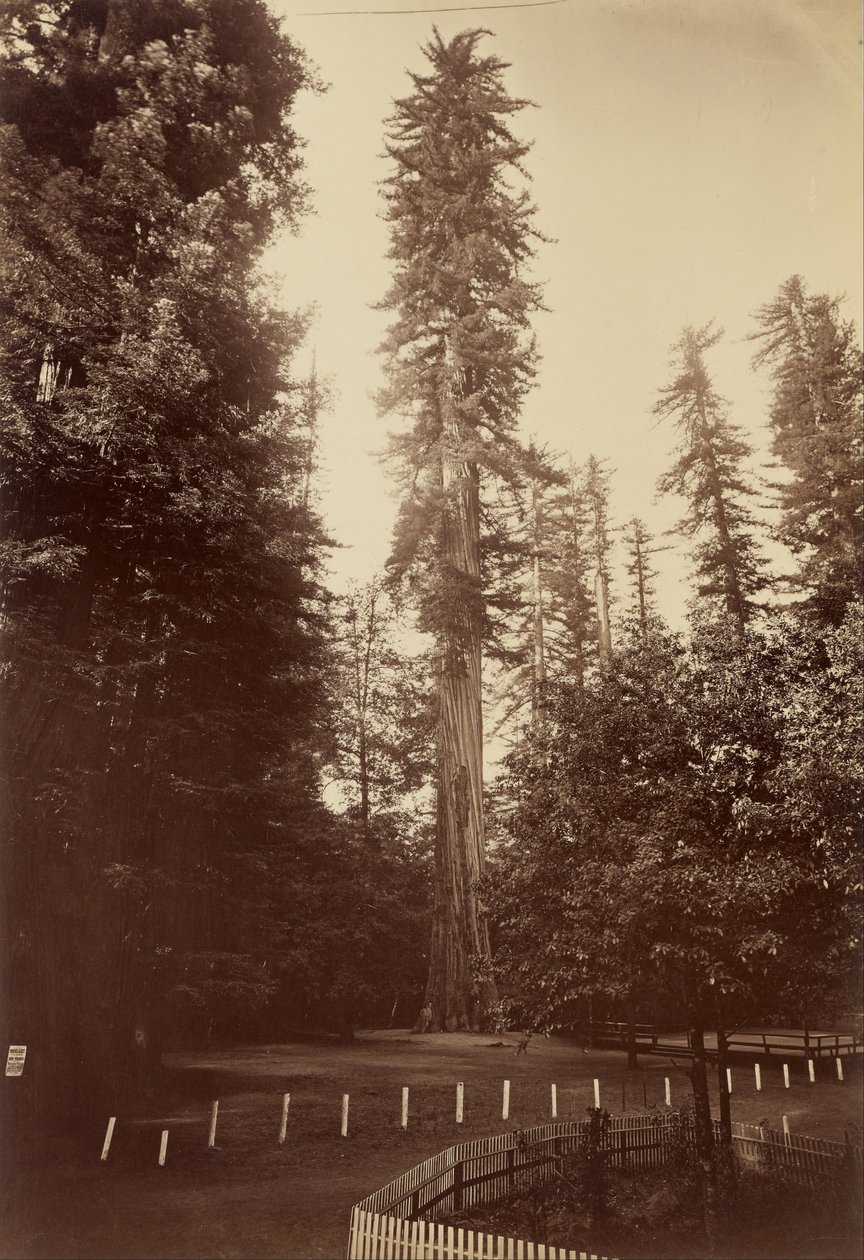 Redwood gigante, Santa Cruz de Carleton E. Watkins