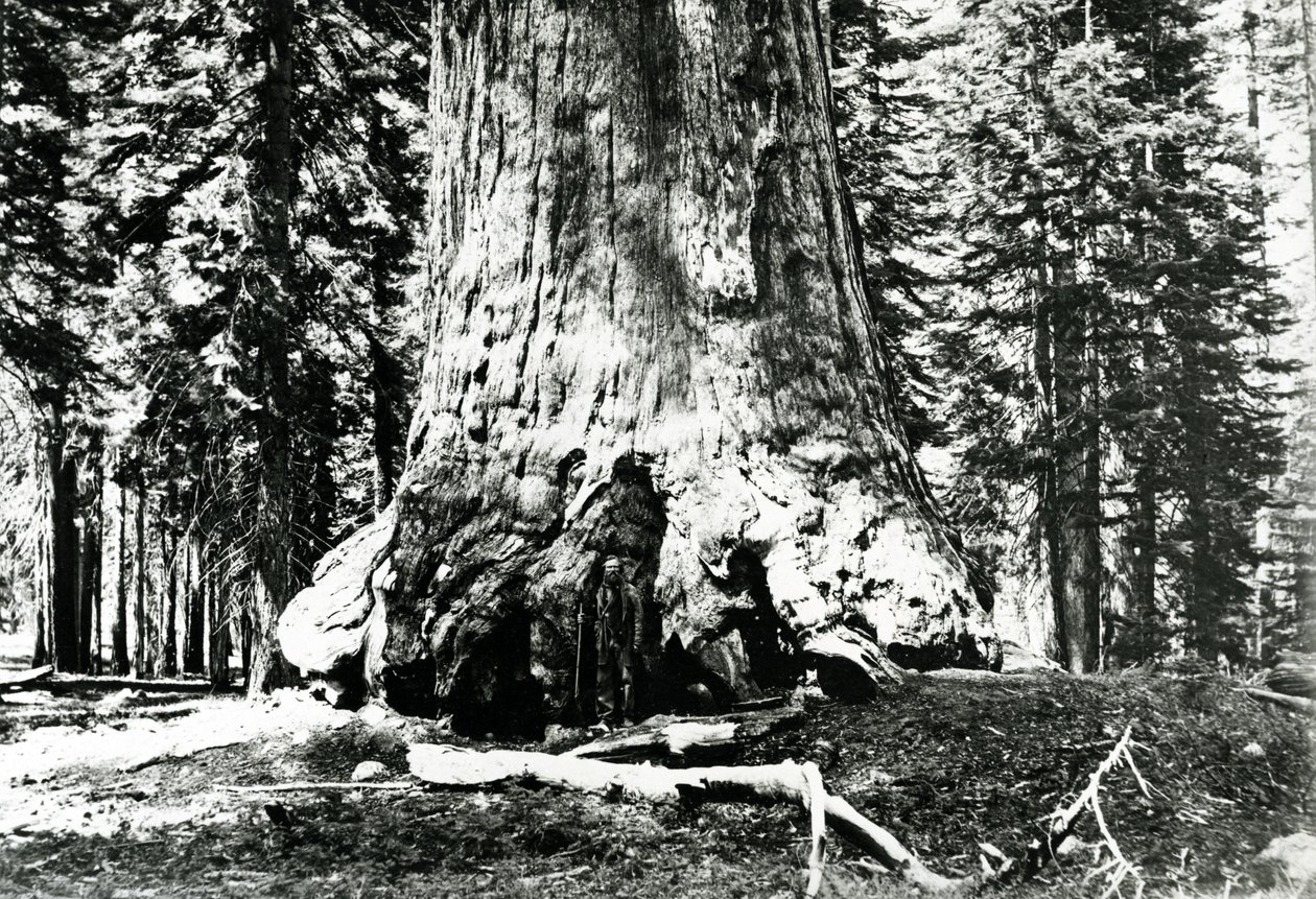 Base do gigante pardo, c.1860s de Carleton E. Watkins