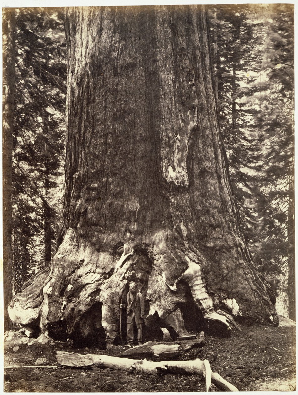Base do Gigante Grisalho, do Livro de Yosemite: Uma Descrição do Vale de Yosemite e a Região Adjacente da Sierra Nevada, e das Grandes Árvores da Califórnia, por Josiah Dwight Whitney (1819 de Carleton E. Watkins
