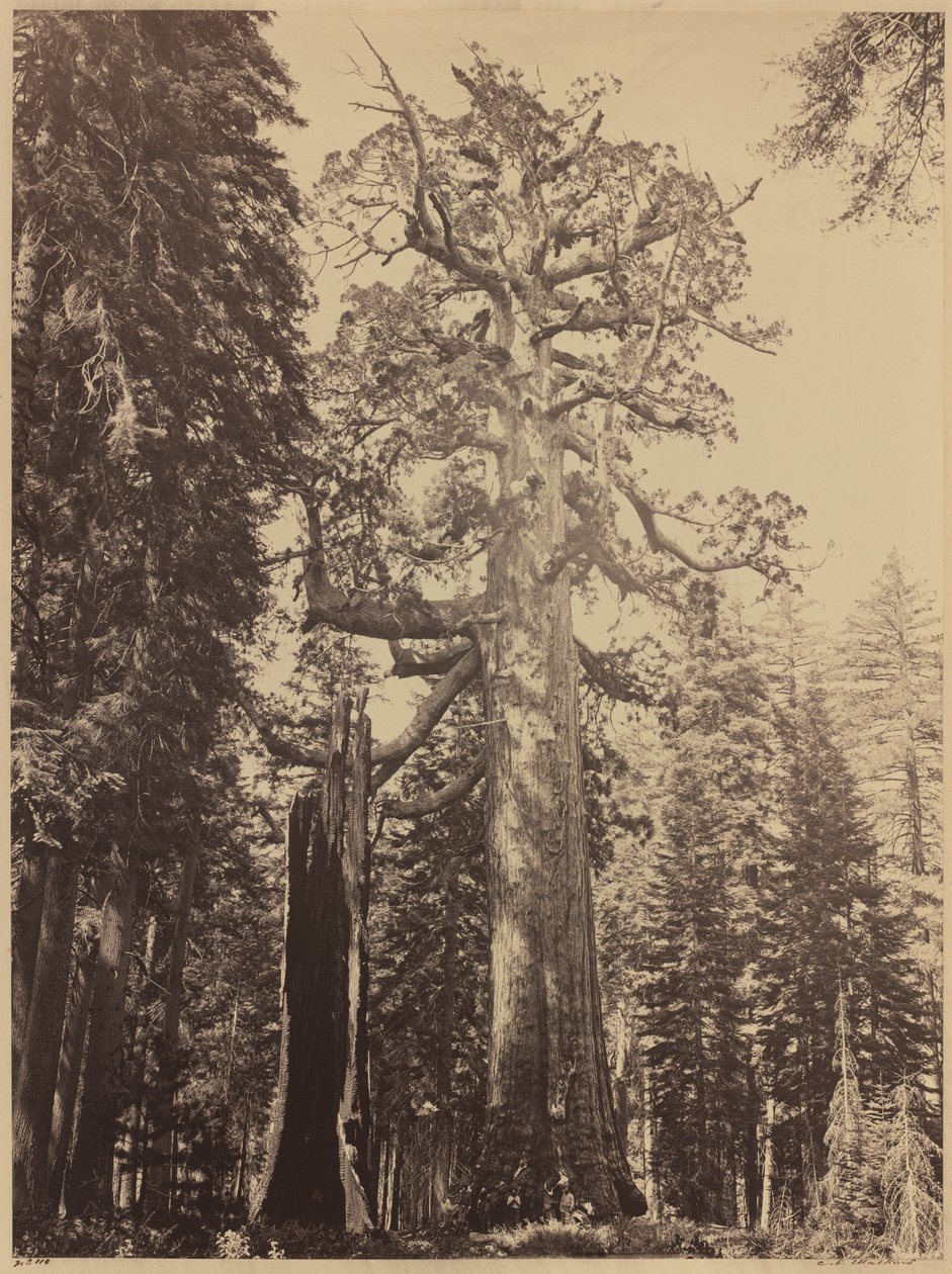 Grizzly Giant, Mariposa Grove de Carleton E. Watkins