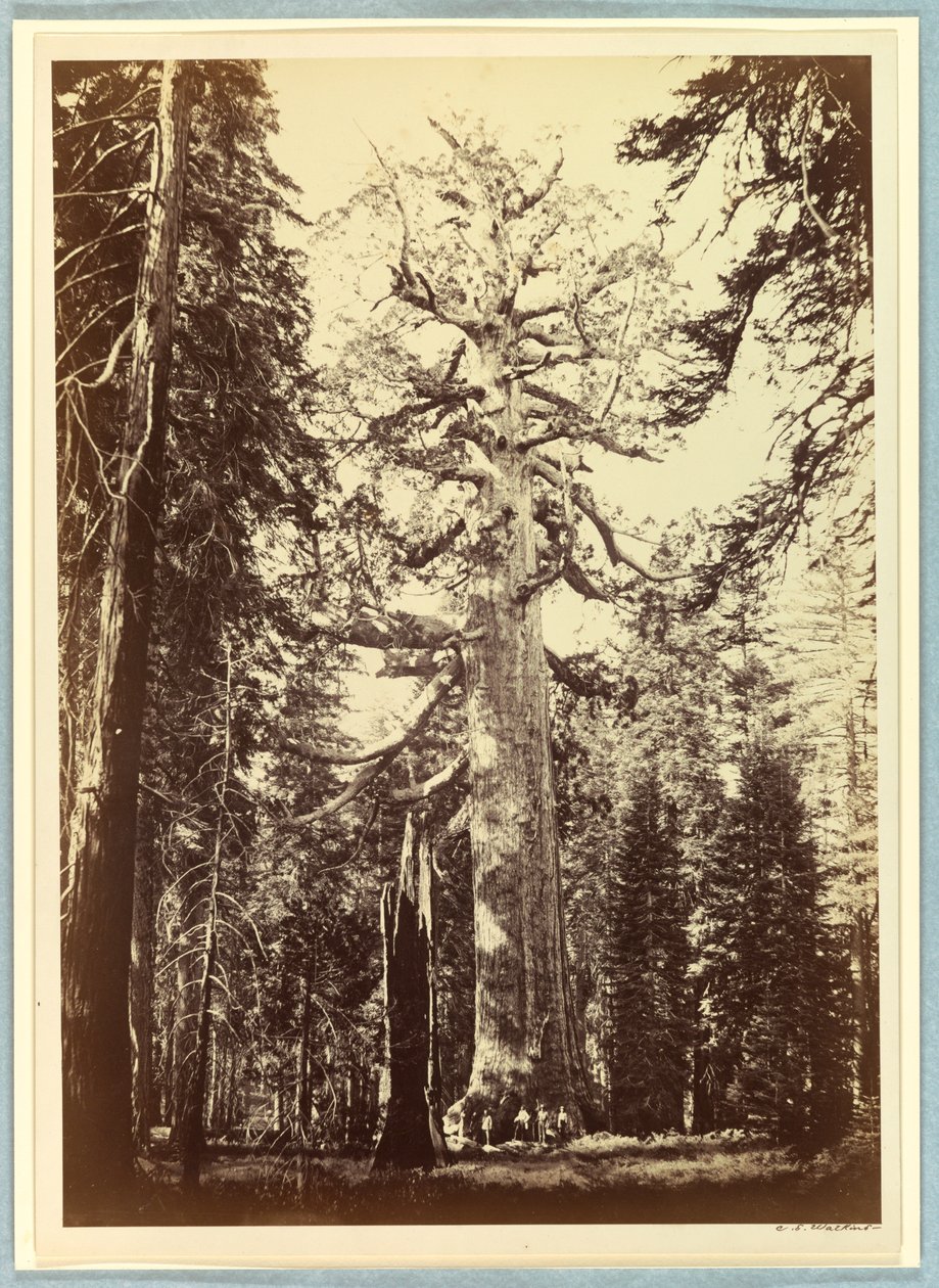 O gigante pardo, Mariposa Grove, Yosemite de Carleton E. Watkins