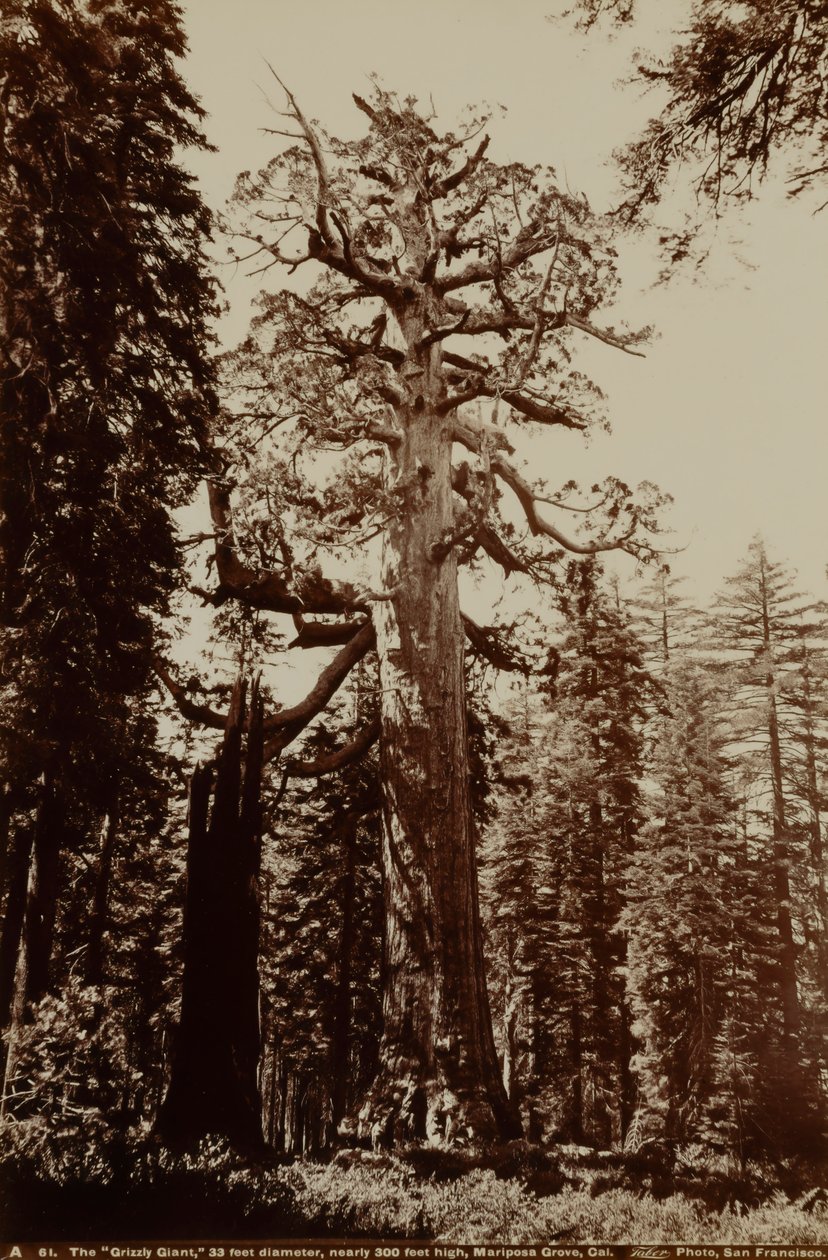 O Gigante Grizzly, Bosque de Mariposa, Yosemite, Califórnia de Carleton E. Watkins
