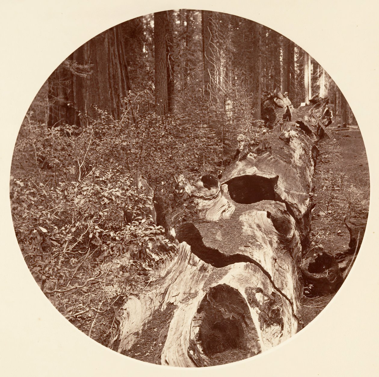 Auld Reckie - C. Grove, ca. 1878. de Carleton Emmons Watkins