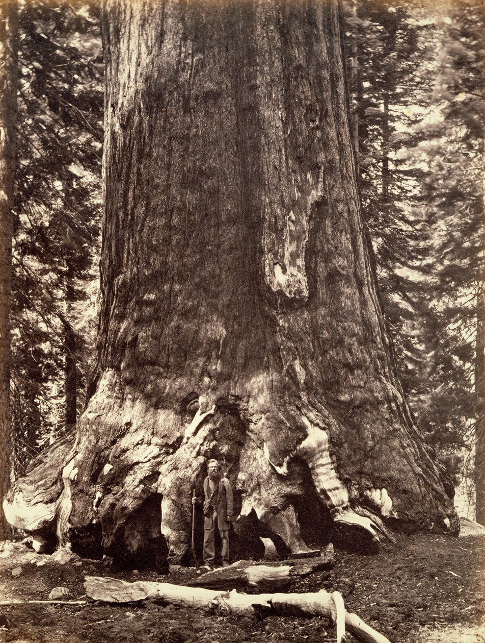 Floresta. de Carleton Emmons Watkins