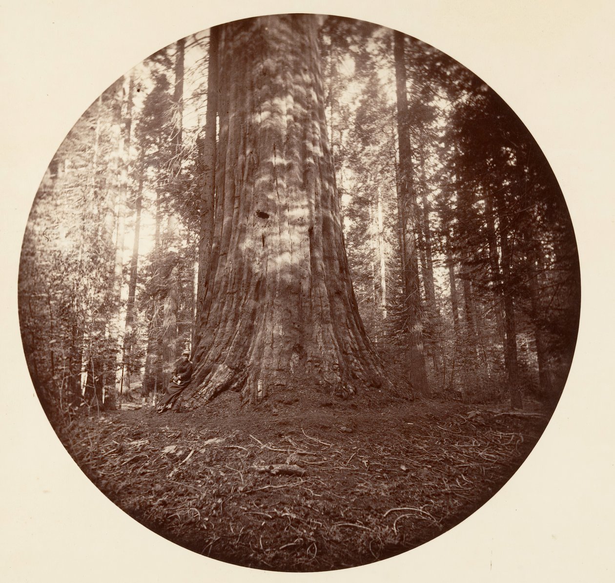 Estado Império. C. Grove, c. 1878. de Carleton Emmons Watkins