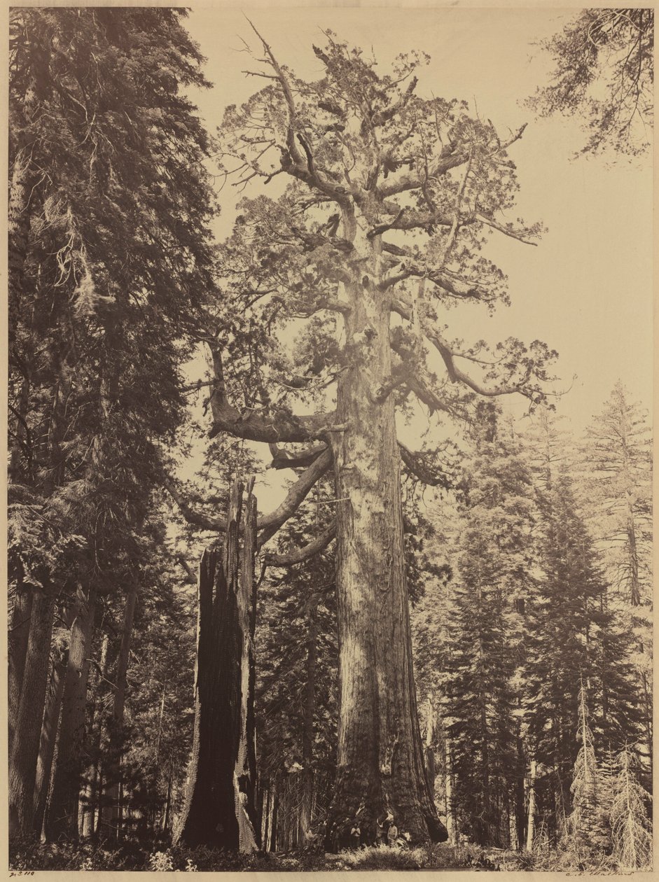 Grizzly Giant, Mariposa Grove, 1861 (foto) de Carleton Emmons Watkins