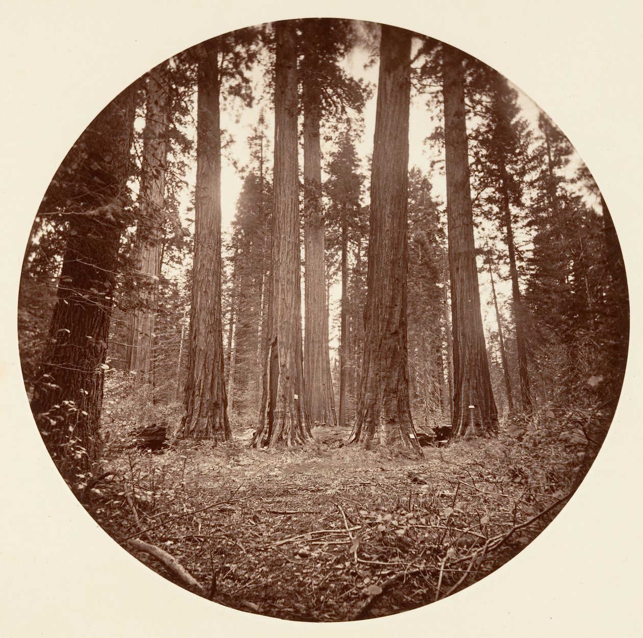 Jaime Rei de Guilherme. Estado de Keyston etc. Calaveras Grove, ca. 1878. de Carleton Emmons Watkins