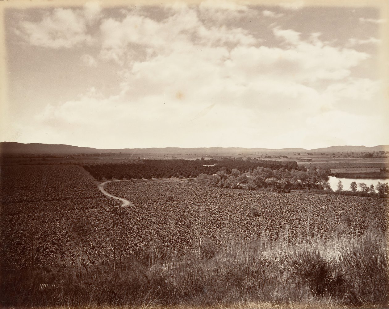Floresta. de Carleton Emmons Watkins