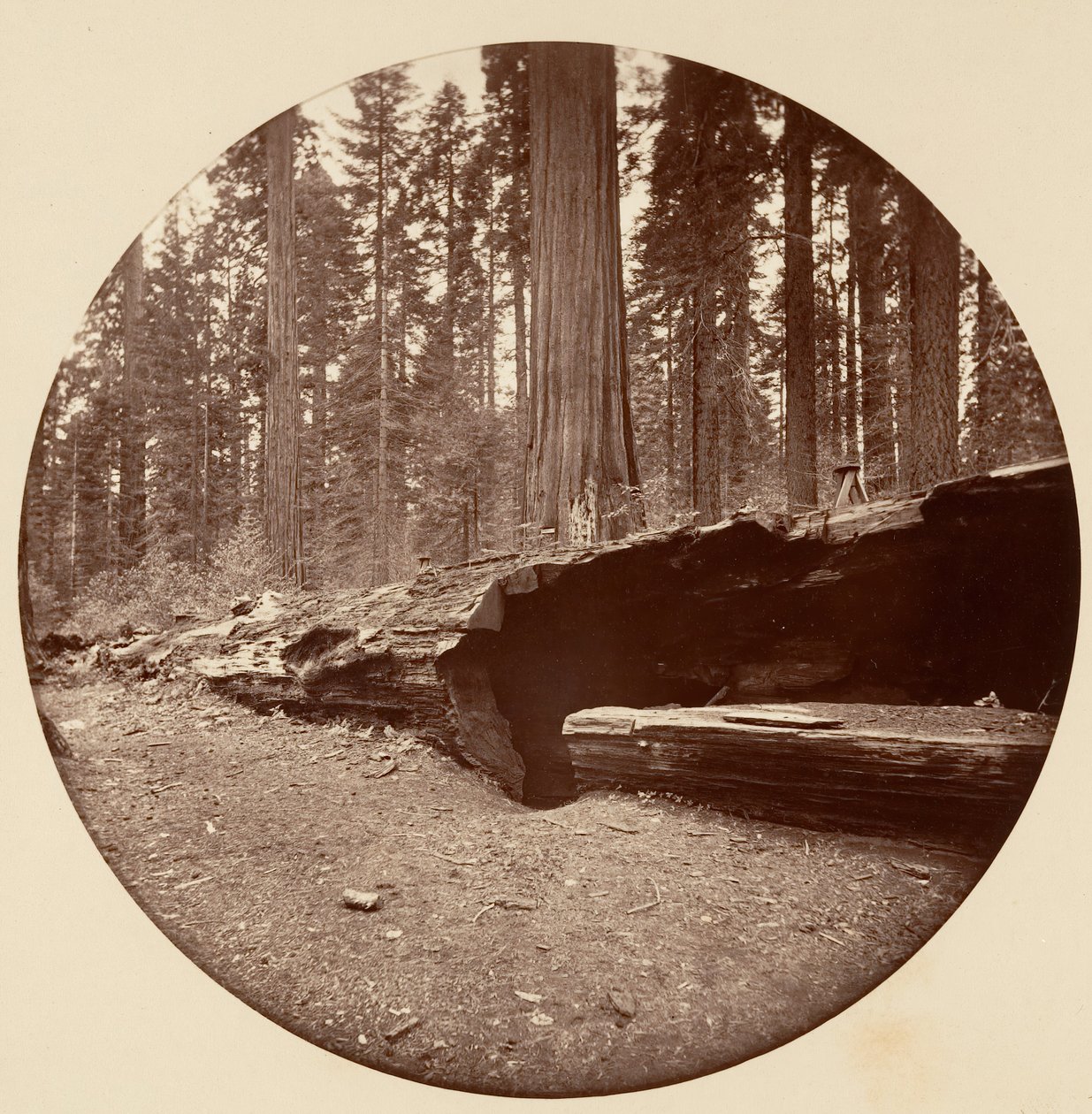 Floresta. de Carleton Emmons Watkins
