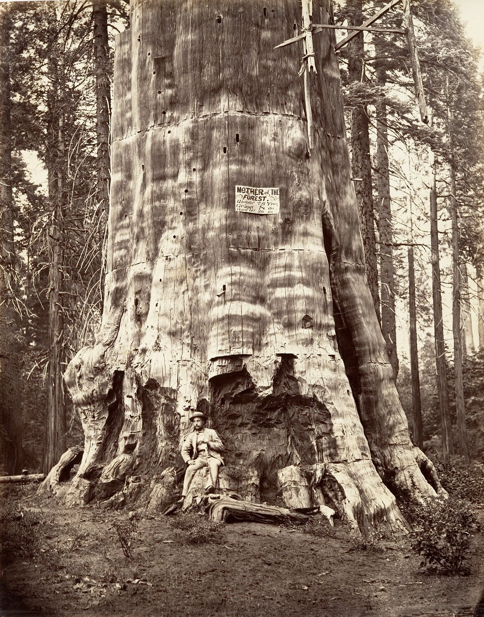 Mãe da Floresta, 1865-66, impresso ca. 1876. de Carleton Emmons Watkins