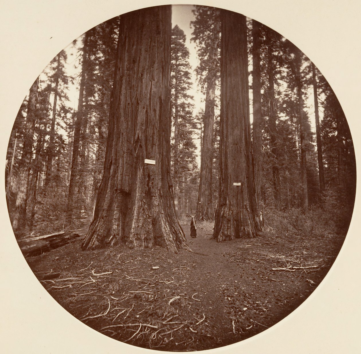 Nenhum, ca. 1878. de Carleton Emmons Watkins