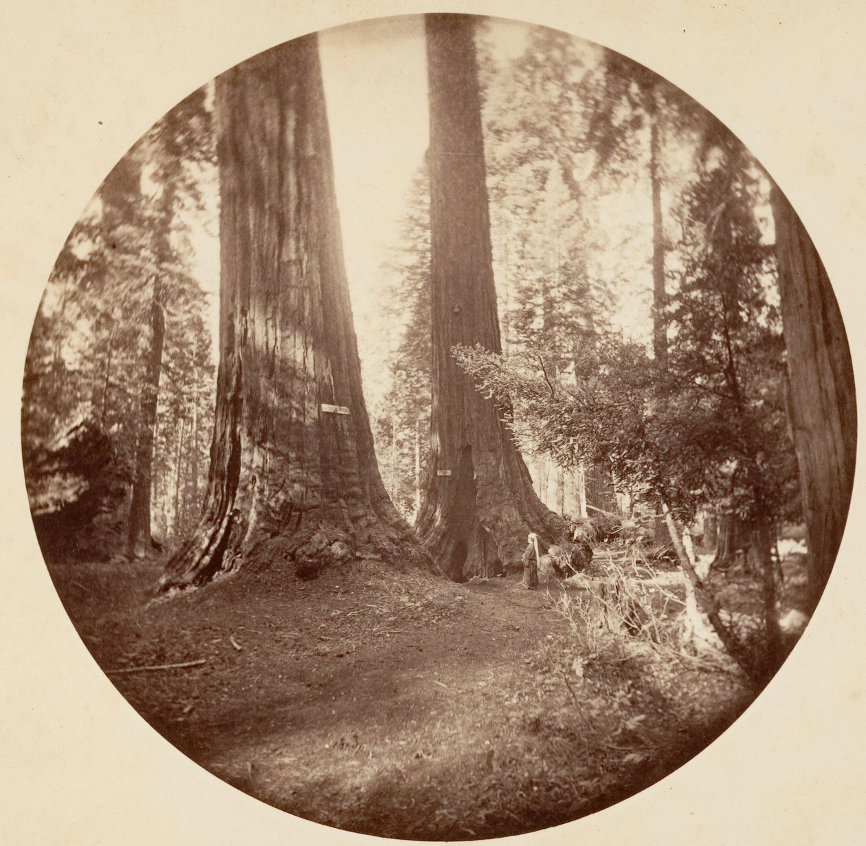 Old Dominion e Taverna do Tio Tom. Calaveras Grove, c. 1878. de Carleton Emmons Watkins