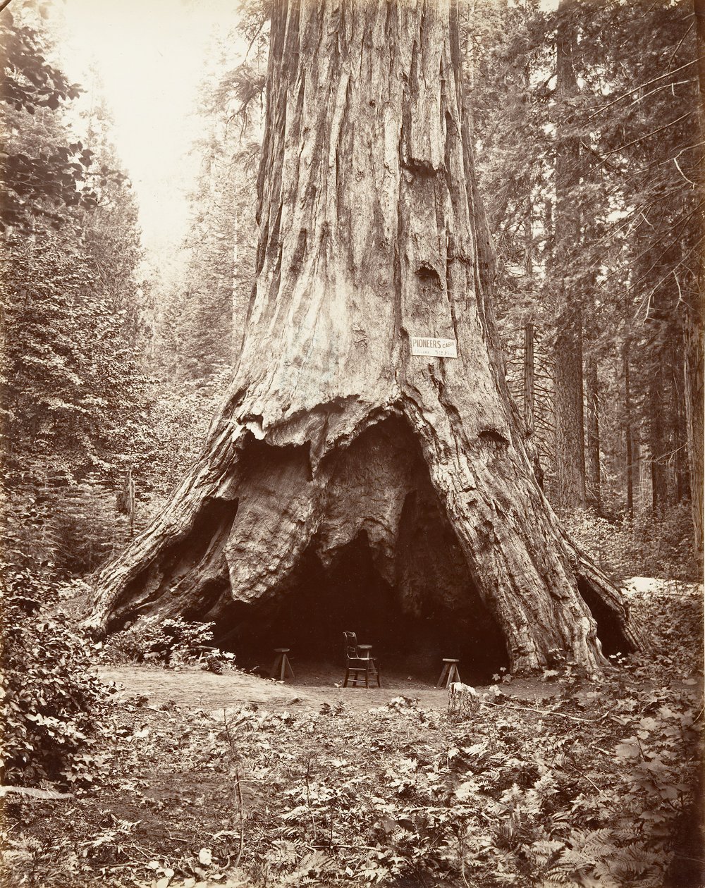 Cabine do Pioneiro, 1865-66, impresso ca. 1876. de Carleton Emmons Watkins