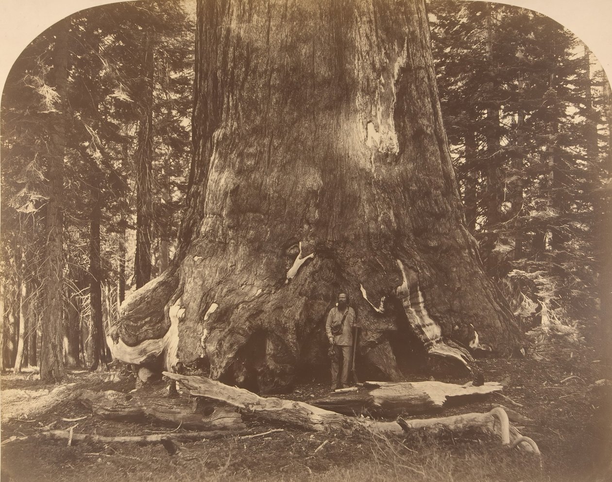 Seção de Grisly Giant, Mariposa Grove, 1861. de Carleton Emmons Watkins