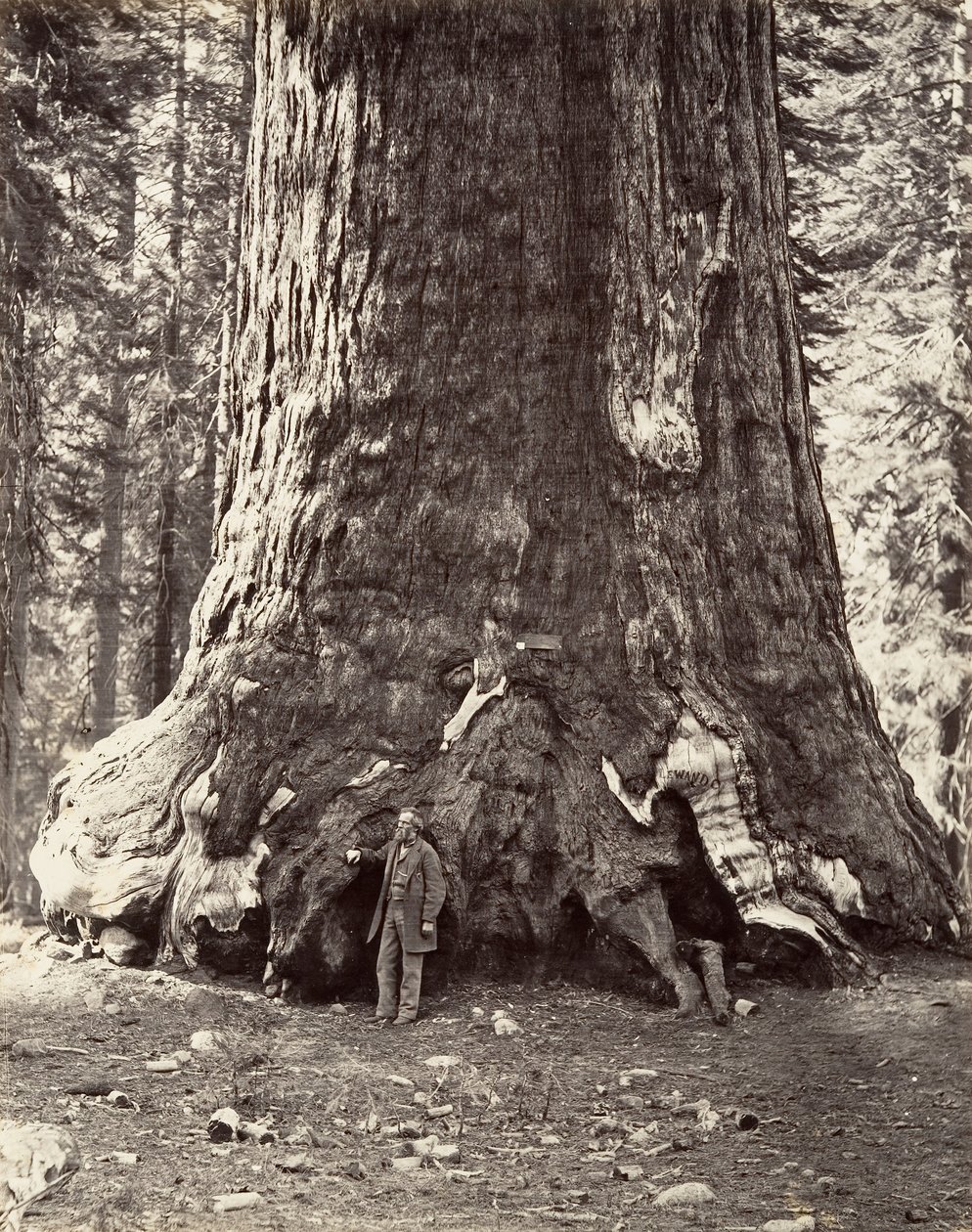 Floresta. de Carleton Emmons Watkins