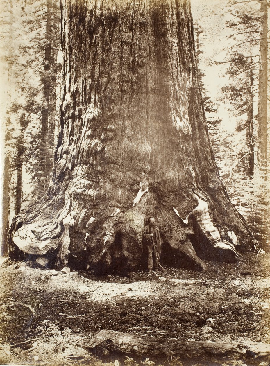 Seção do Grizzly Giant com Galen Clark, Mariposa Grove, Yosemite, 1865-66 de Carleton E. Watkins